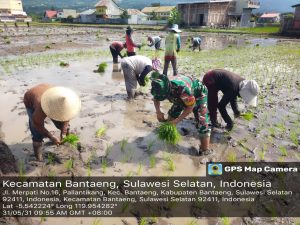 Babinsa Kelurahan Pallantikang Laksanakan Pendampingan Penanaman Padi Bersama Kelompok Tani Merpati Baru