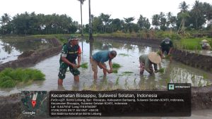 Tanam Padi, Tanam Semangat: Babinsa dan Petani Bergerak Bersama di LTT