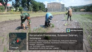 Babinsa Desa Mamampang Dampingi Warga Tanam Padi di Dusun Mamampang