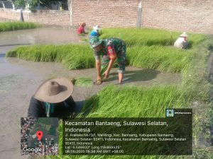 Babinsa Kelurahan Malilingi Laksanakan Pemantauan dan Pendampingan Petani Cabut Bibit Padi