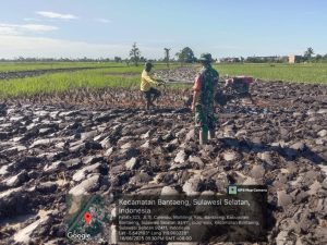 Babinsa Kelurahan Malilingi Laksanakan Pendampingan Pertani Membajak Sawah di Kampung Jagung