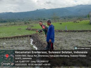 Babinsa Desa Barua Laksanakan Pendampingan Pemeliharaan Tanaman Padi Bersama Petani