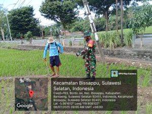 Babinsa Bonto Jai Dampingi Petani dalam Pemeliharaan dan Pemantauan Pertumbuhan Padi