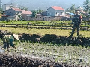 Babinsa Ulugalung Dampingi Petani Dalam Kegiatan Tanam Padi Musim Tanam