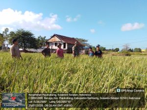 Babinsa Baruga Laksanakan Pendampingan dan Pemantauan di Area Persawahan