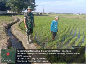 Babinsa Malilingi dampingi warga binaan pelihara tanaman padi di Kampung Sampara