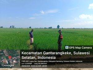 Babinsa Layoa Dampingi Petani Pantau Pertumbuhan Padi di Gantarangkeke.