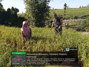 Babinsa Koramil 01/Bissappu Pantau Ketahanan Pangan di Kelurahan Bonto Langkasa