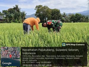 Babinsa Desa Borongloe Dampingi Petani dalam Pemantauan Tanaman Padi
