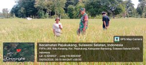 Babinsa Batu Karaeng Dampingi Petani, Pastikan Pertumbuhan Padi Sehat dan Bebas Hama
