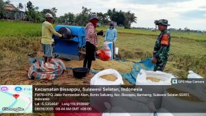 Babinsa Bonto Salluang Dampingi Petani dalam Kegiatan Panen Padi