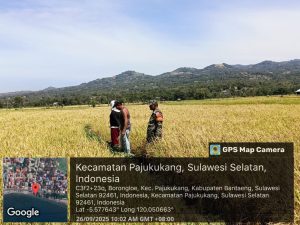 Babinsa Borongloe Dampingi Petani, Pastikan Perkembangan Padi Tetap Optimal