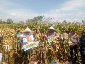 Kapolda Sulsel Hadiri Panen Raya Jagung Serentak Kuartal III di Kabarkan Gowa